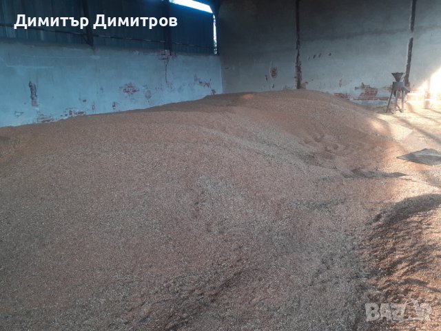 Пшеница  изчистена и обезпрашена-жито, снимка 4 - За селскостопански - 37686291