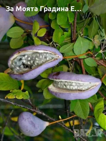 Акебия - Шоколадова лоза , снимка 5 - Градински цветя и растения - 49424925