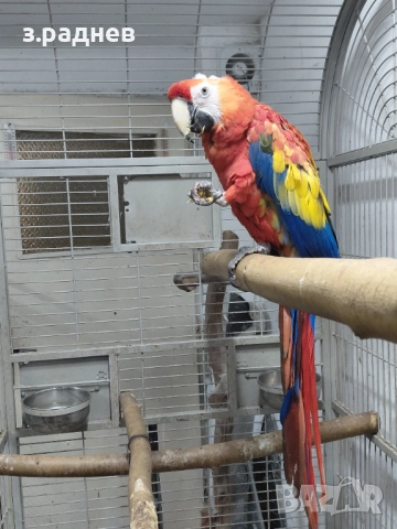 Ара макао, снимка 5 - Папагали - 52249437