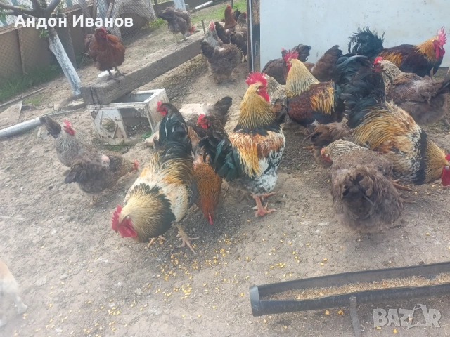 Разплодни яйца и малки пиленца от Катунски кокошки, снимка 2 - други­ - 54355709