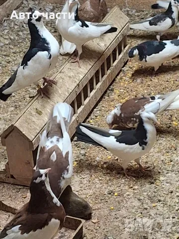 пазарджишки високолетачи със добри постижения , снимка 3 - Гълъби - 49029535