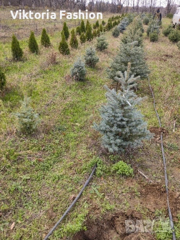 коледна елха в саксия-жива, снимка 12 - Градински цветя и растения - 52524694