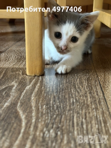 Подарявам котенце., снимка 7 - Други - 56474690
