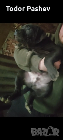 Кане корсо , снимка 3 - Кане корсо - 53057547