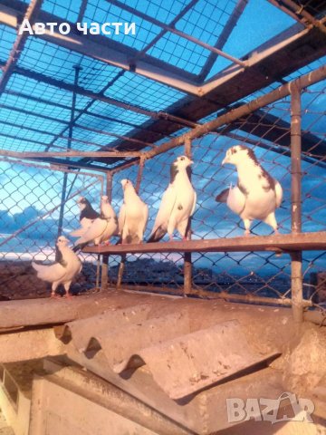 Пазарджишки високо летачи, снимка 10 - Гълъби - 37544259