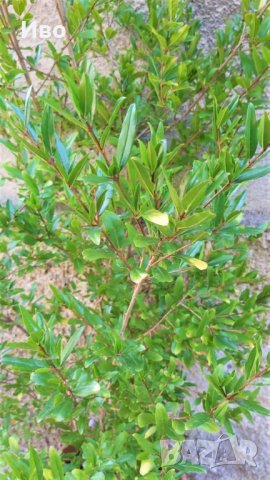 Растение НАР в саксия, височина около 145 см., снимка 2 - Градински цветя и растения - 33761990