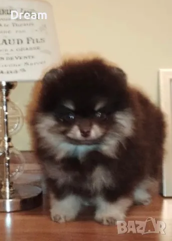 Померан мъжки black an tan  , снимка 1