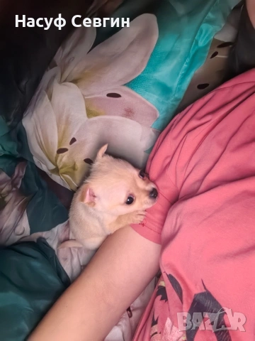 Чихуахуа на 2 месеца мъжко. Остана 1, снимка 5 - Чихуахуа - 53280878