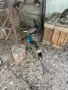 Двойка индийски пауни Dvoika indiiski pauni, снимка 3