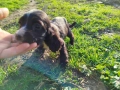 кокер шпаньол , снимка 6