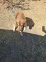 Търси дом голям красавец, снимка 1
