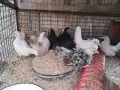 Шабо на различни възраст, снимка 8