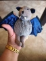 Jellycat, Zappy Batty, 1999, rare, retired, снимка 1