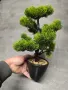Бонзай , Бонсай, снимка 2