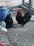 Двойки къдрави джинки., снимка 1