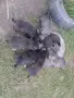 Подарявам кученца , снимка 2