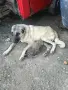 Кангалчета от работещи родители с първа ваксина, снимка 2