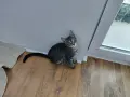 Подарявам котенца, снимка 3