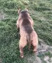 American Bully Pocket, снимка 6