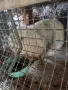 продавам кочовати зайци , снимка 14
