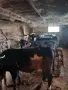 Продавам телета угоени , снимка 1