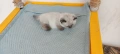 Шотландски котета, снимка 17