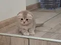 правоухи и клепоухи шотландски котета, снимка 11