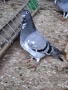 Продавам спортни гълъби , снимка 5