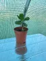 Красула (дървото на живота) – Crassula ovata- 5,99лв., снимка 4