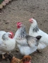 разплодни яйца от Австралорп и Кръстоски, снимка 3
