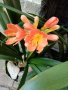 Цветя кливия, снимка 1 - Градински цветя и растения - 40430006