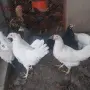 Ярки и петлета (селски), снимка 7