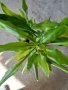 Драцена с 10 стебла, снимка 5