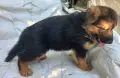 немски овчарки на 2 месеца, снимка 8