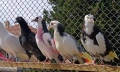 Пазарджишки гълъби , снимка 7