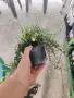 Боровинка - Разсад и замразен плод, снимка 9