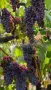 Продавам грозде🍇, снимка 1