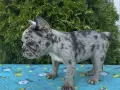 френски булдог мерле, снимка 6