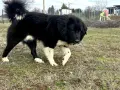 Българско овчарско куче / БОК / Каракачанка - мъжкар на 2 години, снимка 1