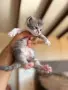Ангорско Коте + Доставка  €50. Домашни Котенца с Хигиенни Навици, снимка 17