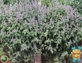 Семена от Еспарзета – медоносно растение за пчелите разсад семена пчеларски растения силно медоносно, снимка 13