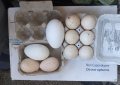 Домашни пуешки, кокоши и гъши яйца; оплодени, снимка 2