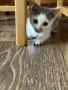 Подарявам котенце., снимка 7