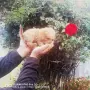 Продава се мини Пудели, снимка 3