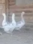 Гъсок с две гъски , снимка 1
