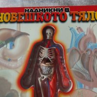 Надникни в човешкото тяло Люан Коломбо, снимка 2 - Детски книжки - 31637192