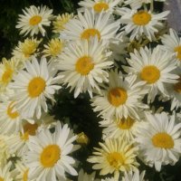 Продавам цветя Градинска маргарита – бяла и жълта, разсад, снимка 9 - Разсади - 44297106