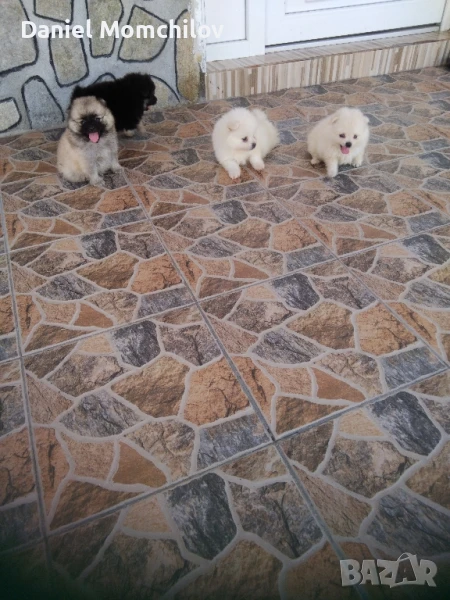 Mini Pomeran, снимка 1