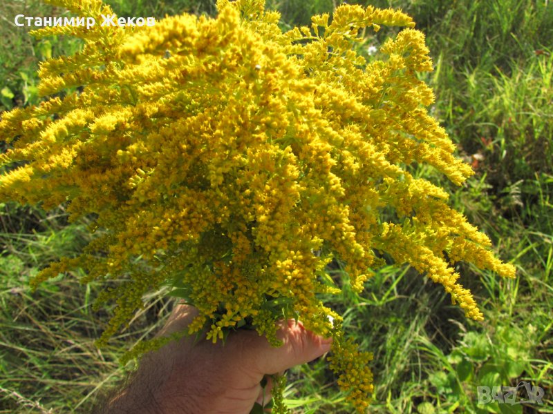 Златна пръчица, снимка 1