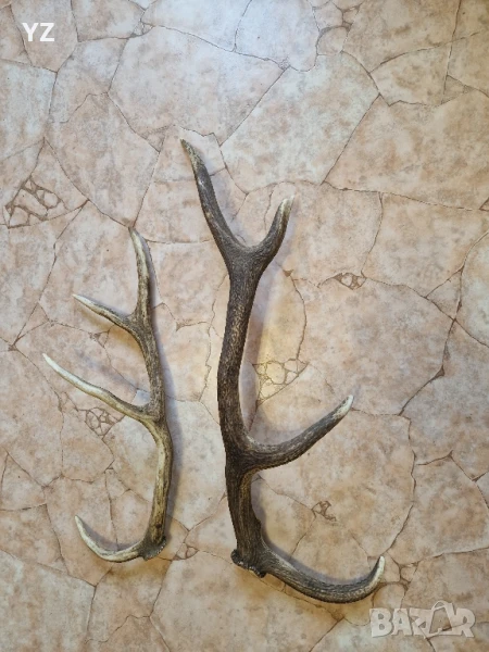 рога от елен, снимка 1